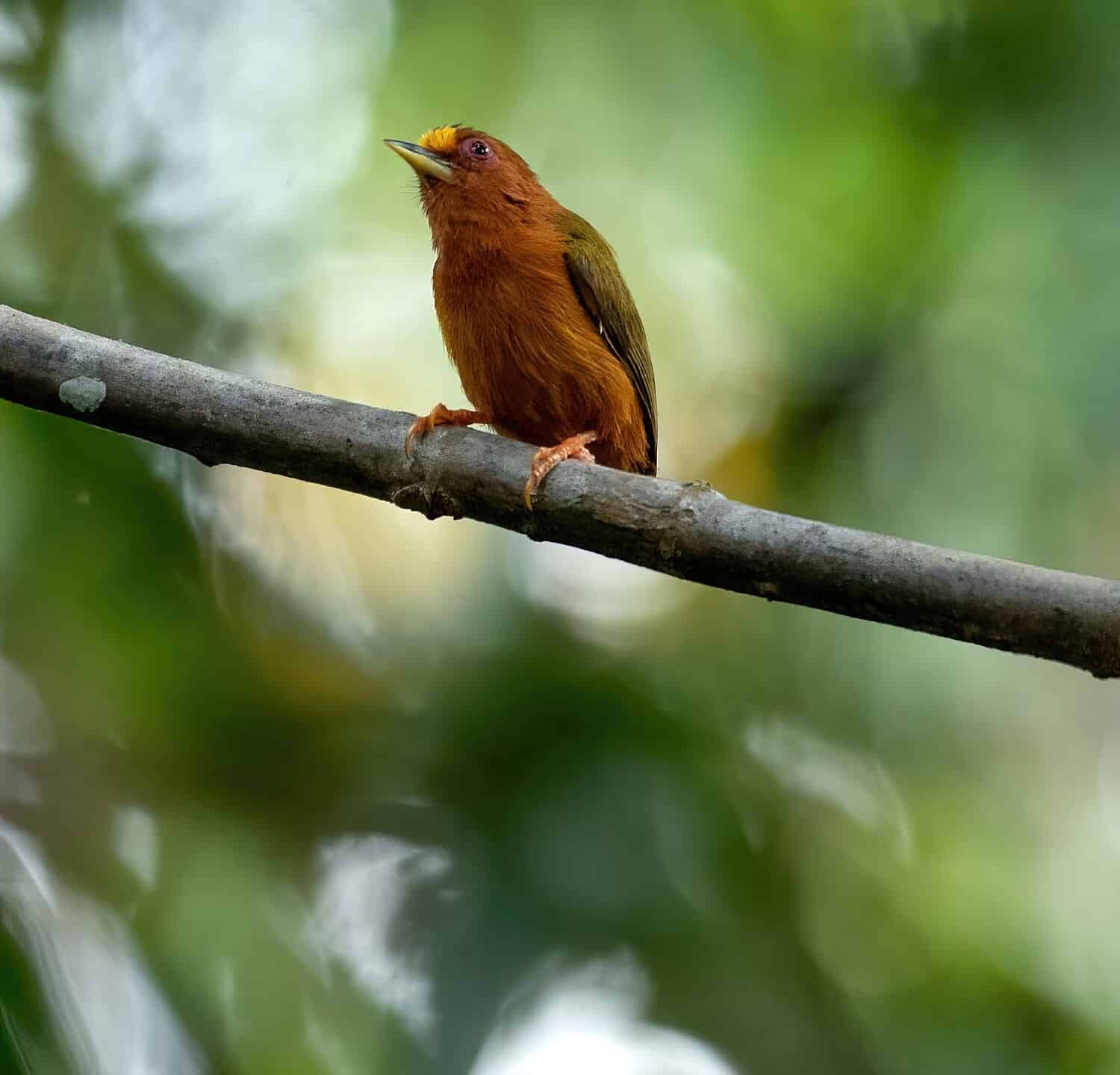 The rufous piculet is an active bird moving singly or in small groups through the lowest storeys of the forest, usually not above 5 m (16 ft) from the ground.