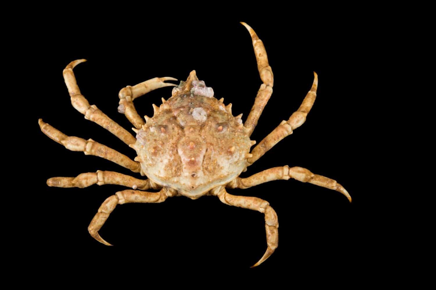 A portly spider crab and black background 