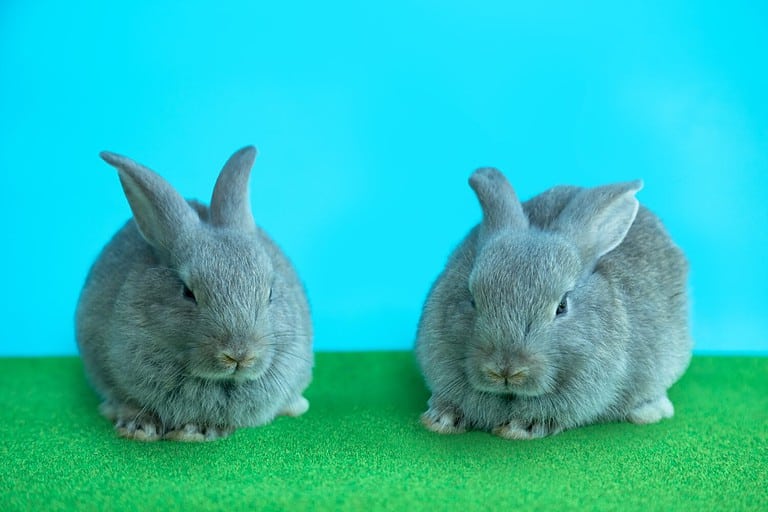 Holland Lop Colors: Rarest to Most Common - A-Z Animals