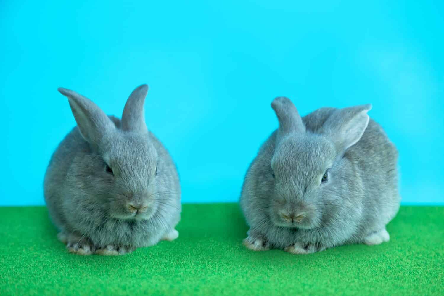 blue rabbits