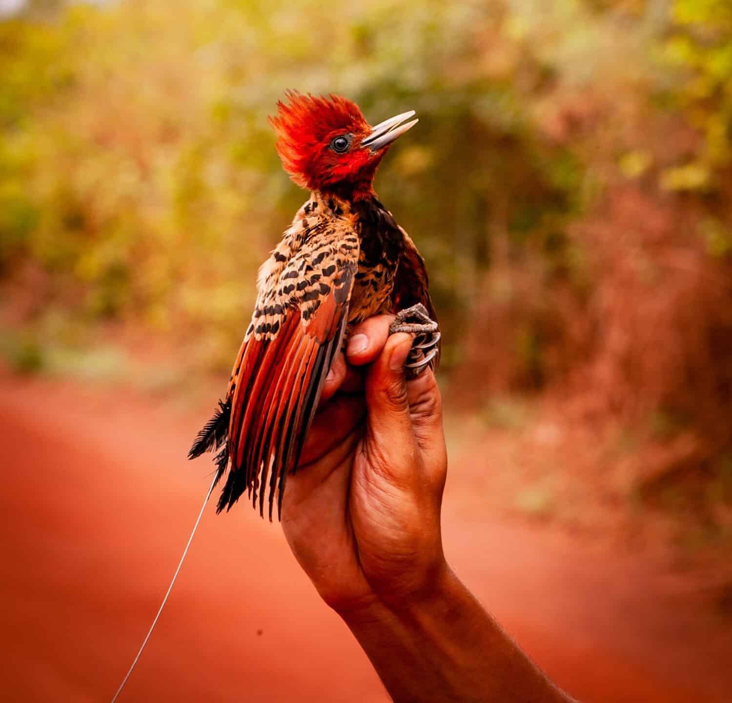 A man holding Kaempfer's woodpecker (Celeus obrieni). Wonderful bird, woodpecker, with radio transmitter in the syrup. Wonderful woodpecker threatened with extinction. The species rare red woodpecker.