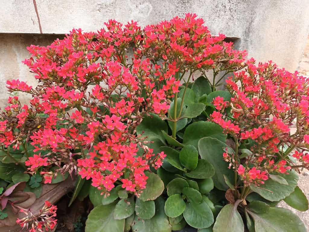 Florist Kalanchoe (Kalanchoe blossfeldiana) is blooming and growing in the big pot outside in the garden with green leaves.