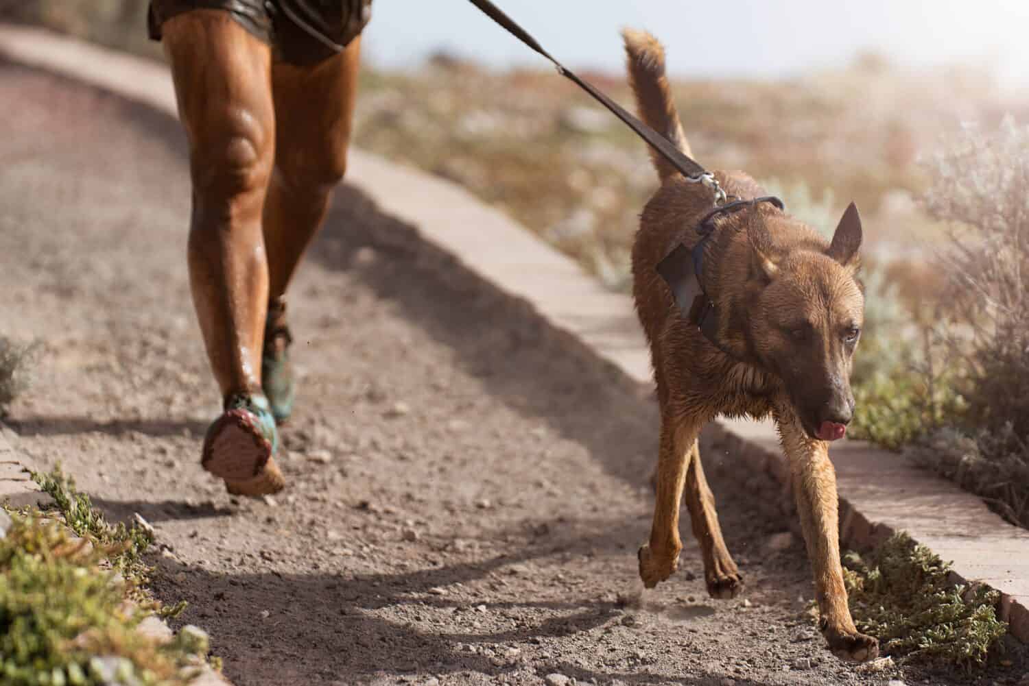 Dog and its owner taking part in a popular canicross race. Canicross dog mushing race. Outdoor sport activity. The Belgian Malinois together with the owner. Obstacle course for dogs and runners