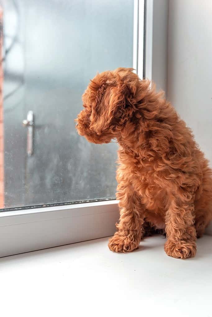 a small red poodle puppy sits on the windowsill, looks out the window and waits for its owner to come home. A dog's devotion to its owner