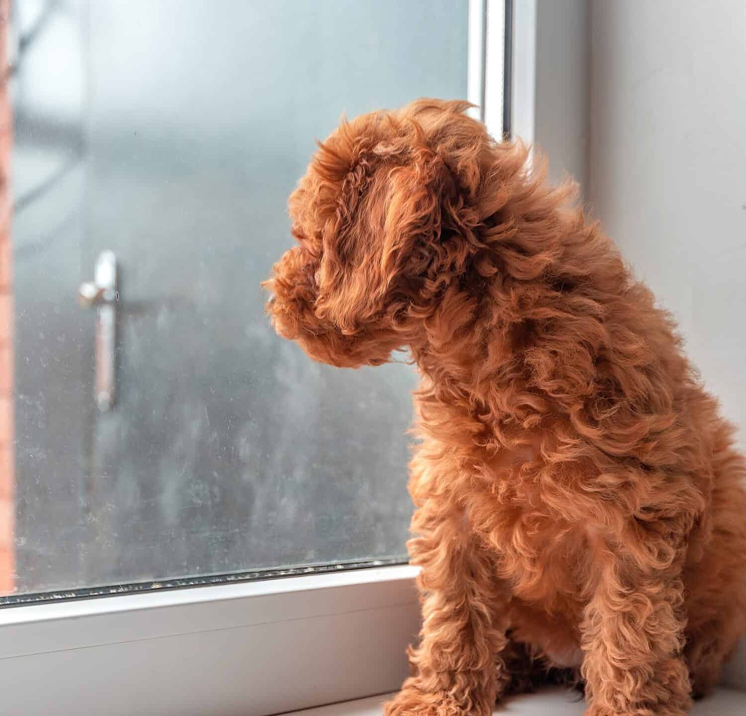 Besides black, red is the hardest Maltipoo color to achieve and is seen even less than brown variations. 