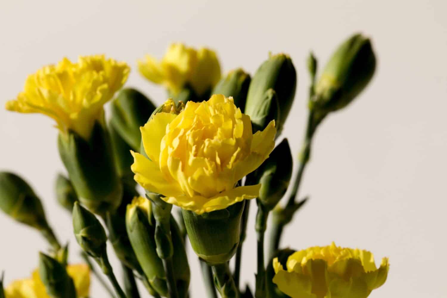 Yellow carnation, live flowers in close-up