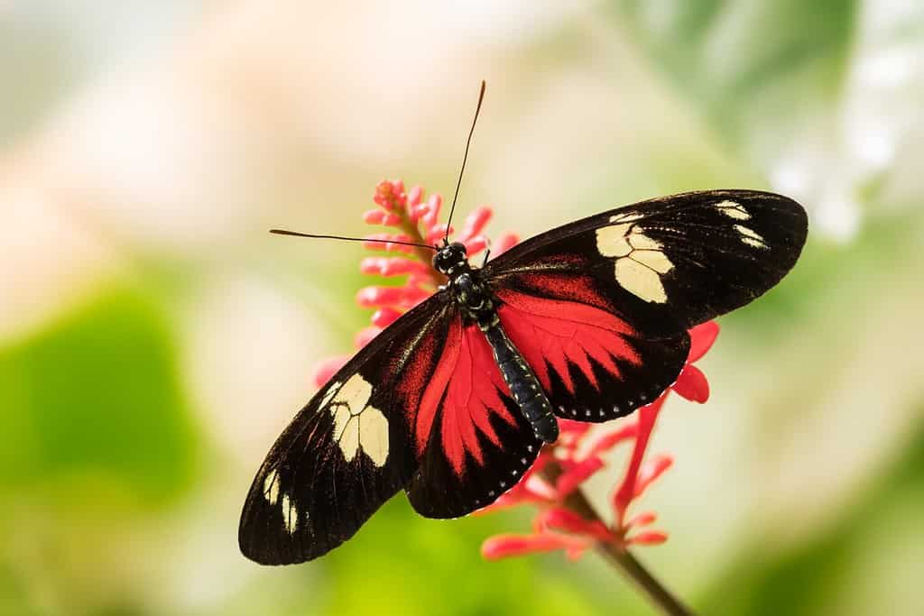 Doris Longwing - Heliconius doris, small beautiful colorful butterfly from New World, Panama.