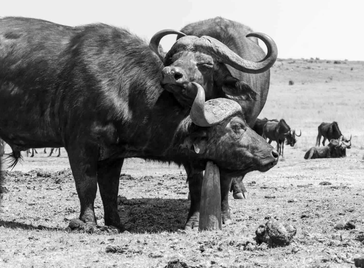 Two Cape Buffalo together while one rubs its neck against a wooden pole
