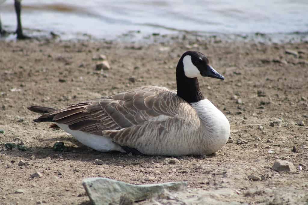 Profile view of a Canada goose laying on the coast of Watson Lake in Prescott, Arizona