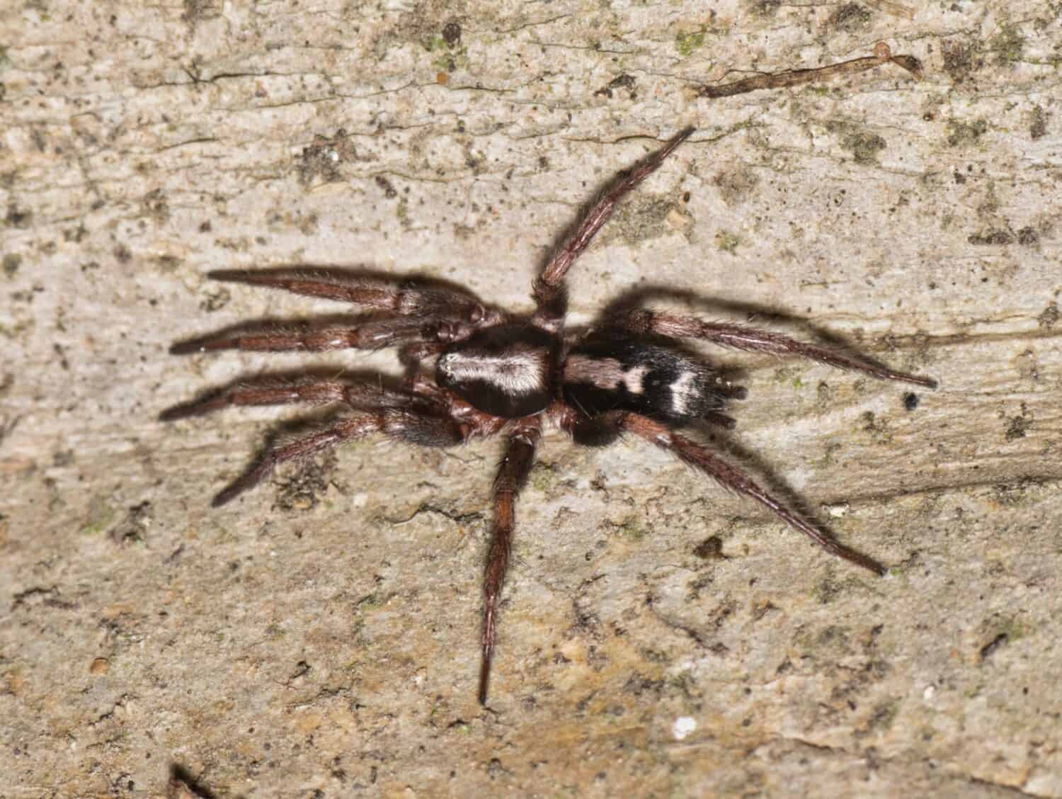 Eastern Parson Spider (Herpyllus ecclesiasticus) hunting at night on a Crepe Myrtle tree trunk in Houston, TX. Found across the USA and Canada.