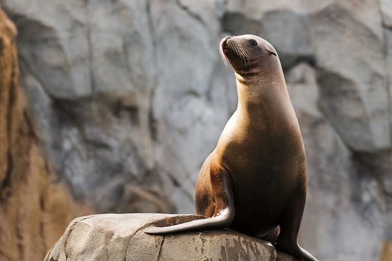 portrait of a sea lion with room for text