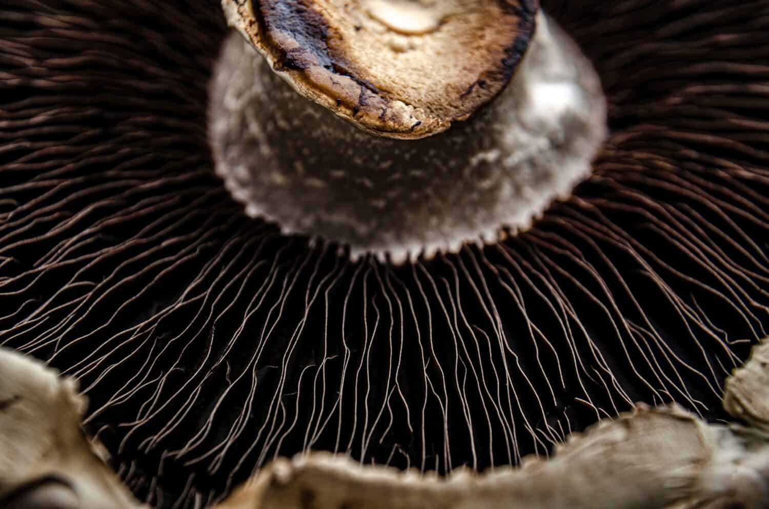 Portobello mushrooms close up zoom