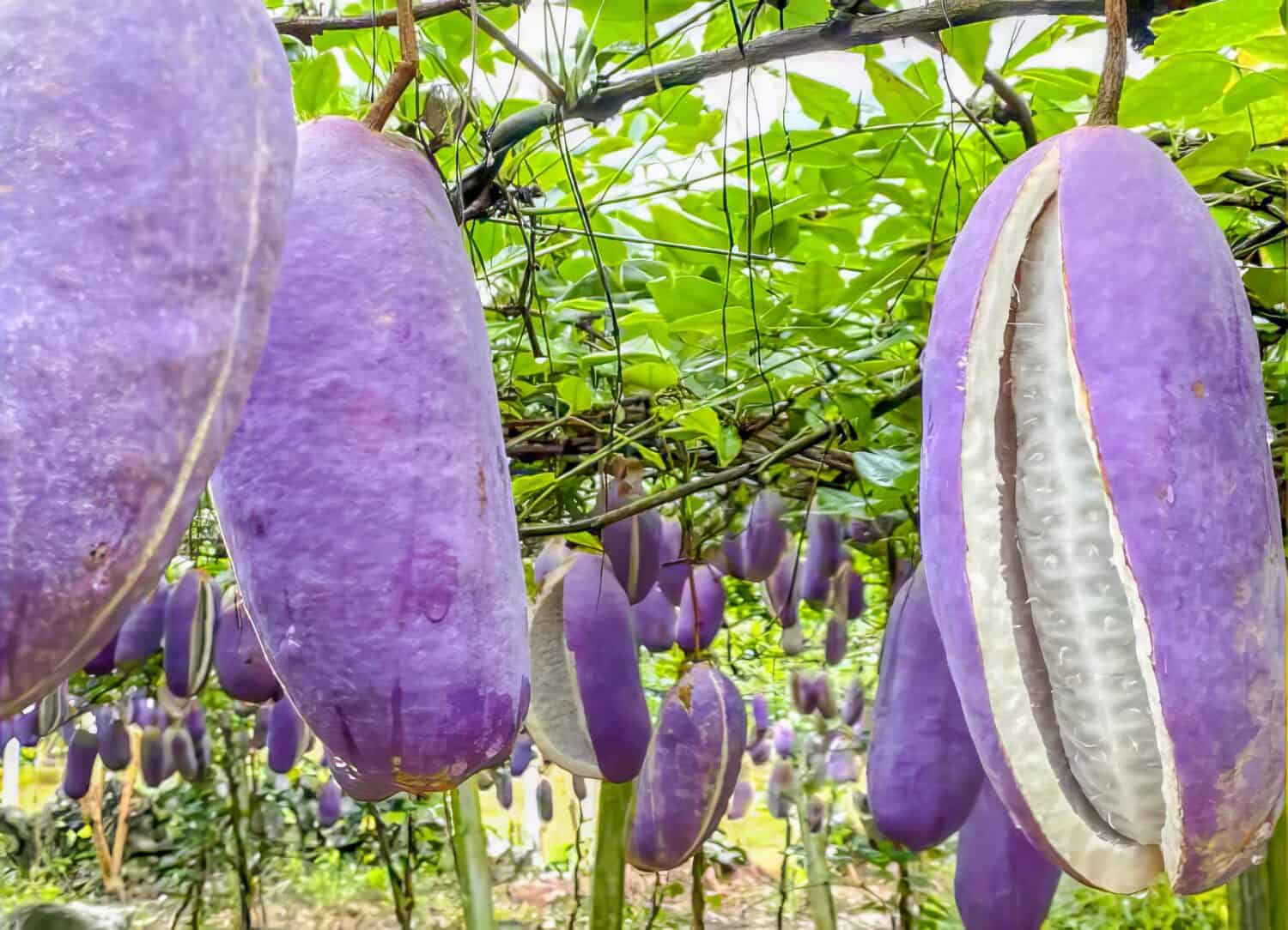 Purple fruit of holboellia latifolia Wall (Sausage Vine) or japanese fruit akebi (AKEBIA QUINATA)
