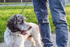 Dog Sitter Prices 2024: How Much You Should Pay Based on the Scenario photo