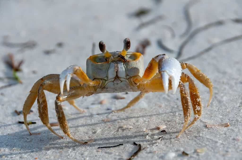 Atlantic ghost crab (Ocypode quadrata) at the ocean beach, Florida USA