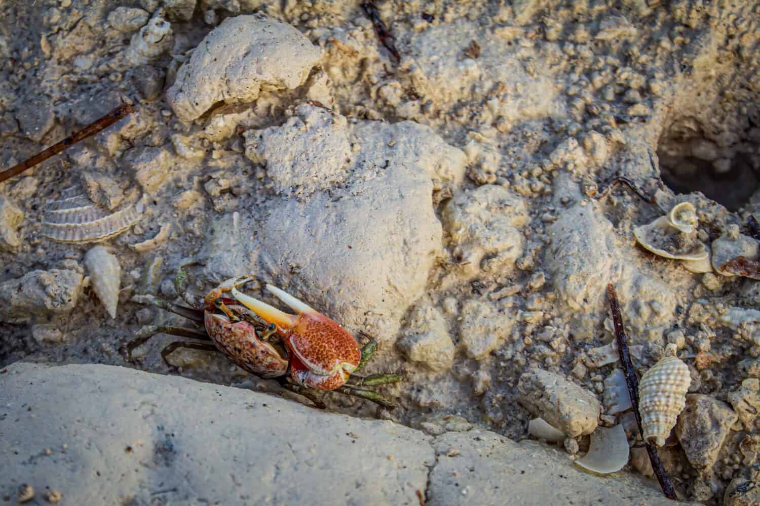This fiddler crab went on the defensive when i got too close to its home. It uses its large claw for defense and intimidation.
