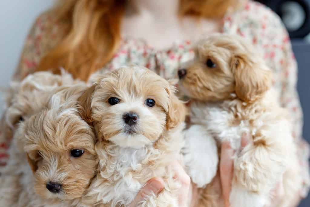 Cute puppies of the Maltipoo breed are resting in the arms of a girl in a modern interior. Beloved pet in the natural atmosphere of a beautiful home.