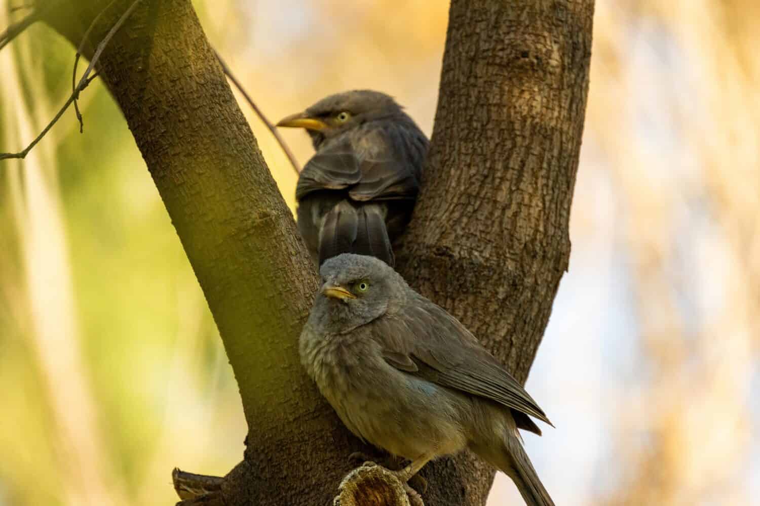 The jungle babbler is a member of the family Leiothrichidae found in the Indian subcontinent. Jungle babblers are gregarious birds that forage in small groups of six to ten birds.
