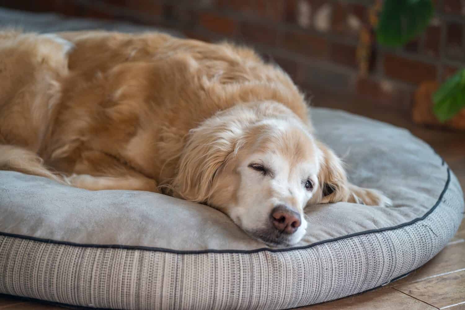 A senior golden retriever laying on its bed. 