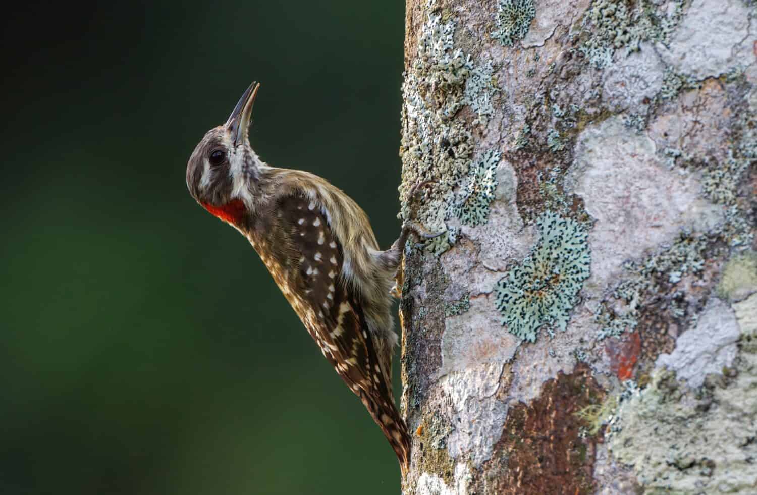 Sulawesi-pygmy Woodpecker is the endemic Woodpecker of Sulawesi 