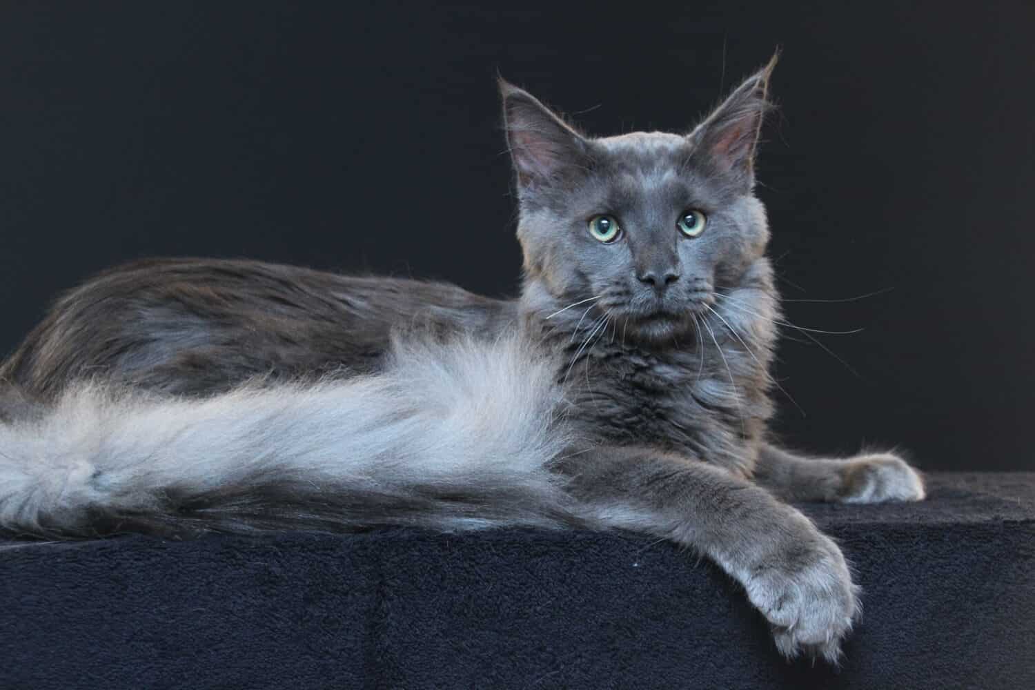 blue smoke Maine Coon male