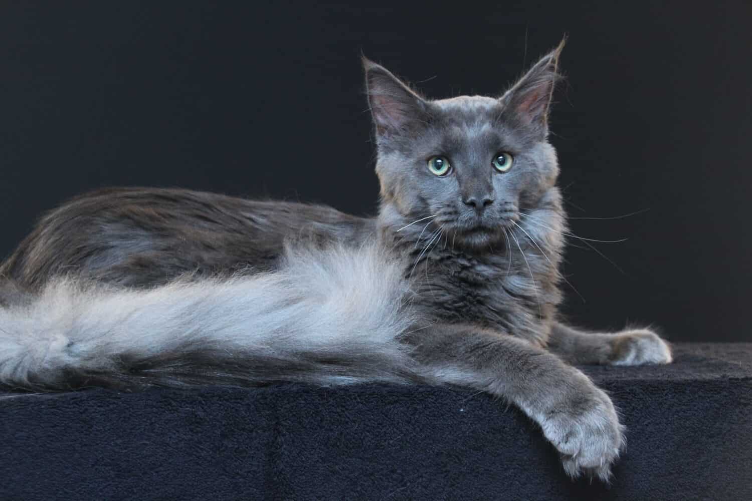 Maine Coon Cat Colors Rarest To Most Common A Z Animals