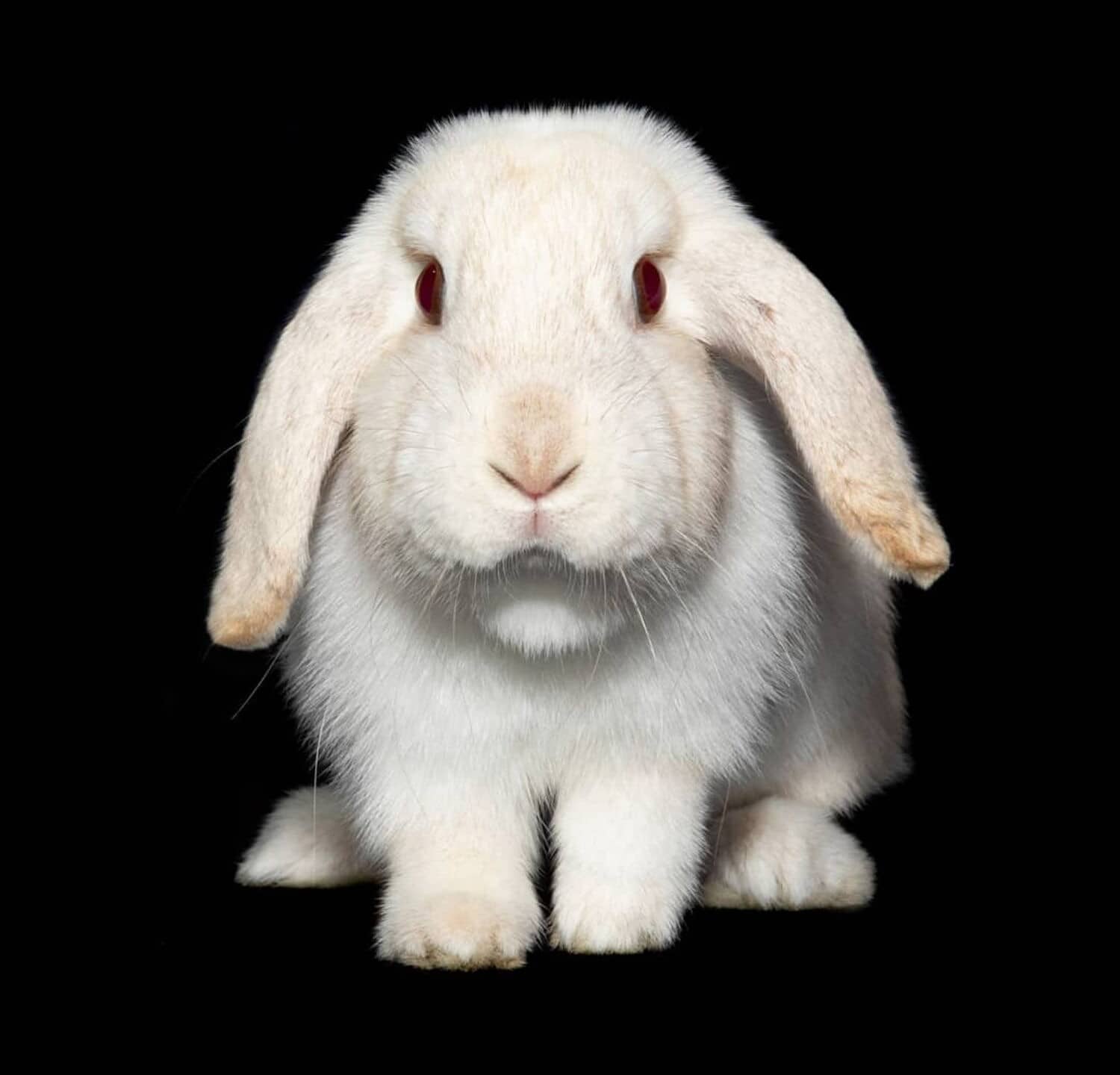 Holland Lop isolated on black background.