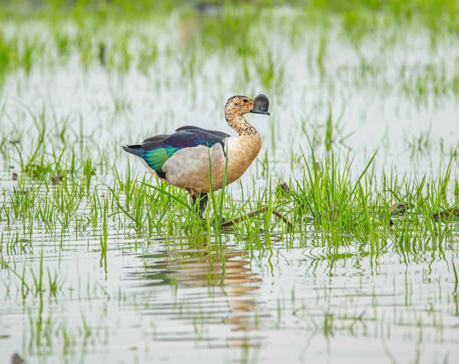 Knob-billed duck, Comb duck(Sarkidiornis melanotos) relax in nature.
