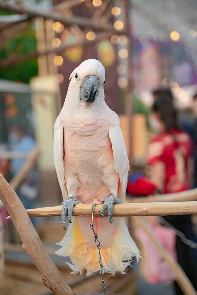 Moluccan Cockatoo on a Perch