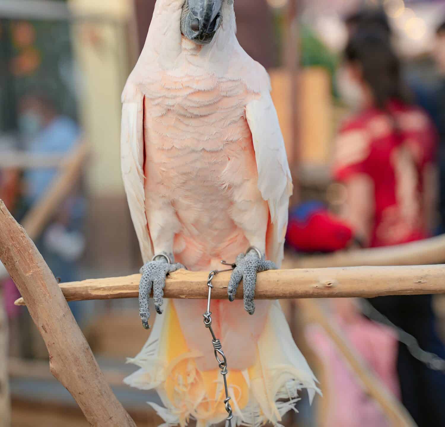 Moluccan Cockatoo on a Perch 