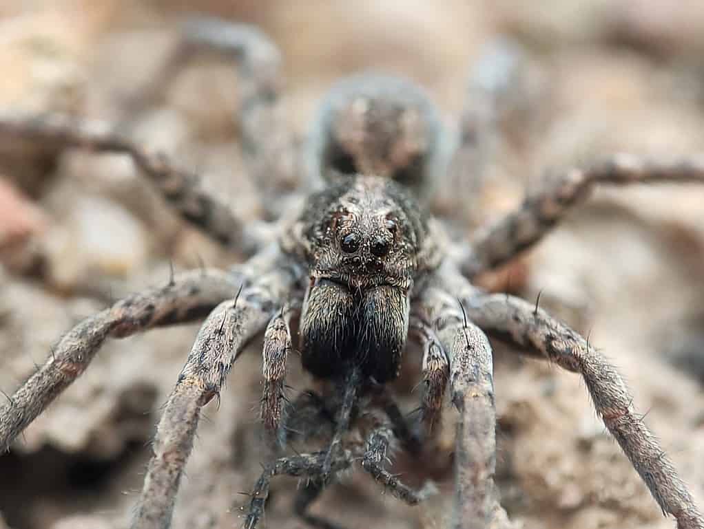 Lycosa tarantula is the species originally known as the tarantula. It now may be better called the tarantula wolf spider.