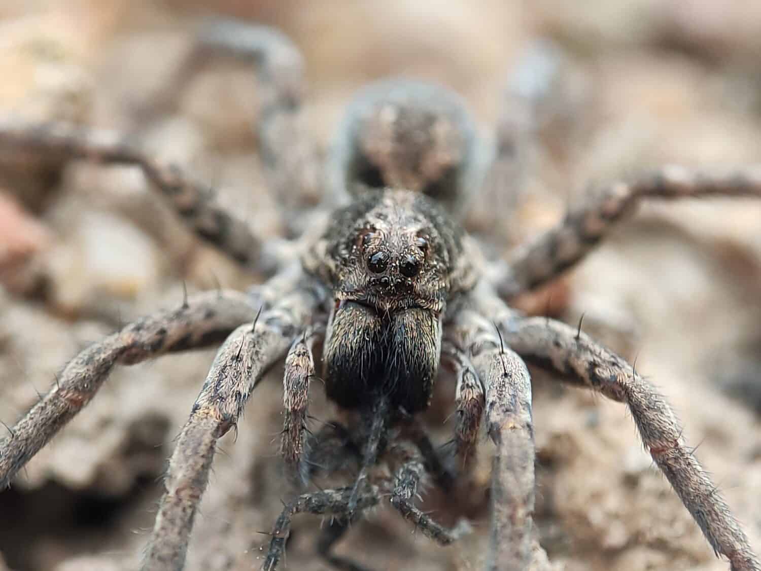 The tarantula wolf spider