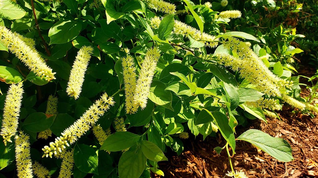Itea virginica, commonly known as Virginia willow or Virginia sweetspire, is a small North American flowering shrub that grows in low-lying woods and wetland margins.