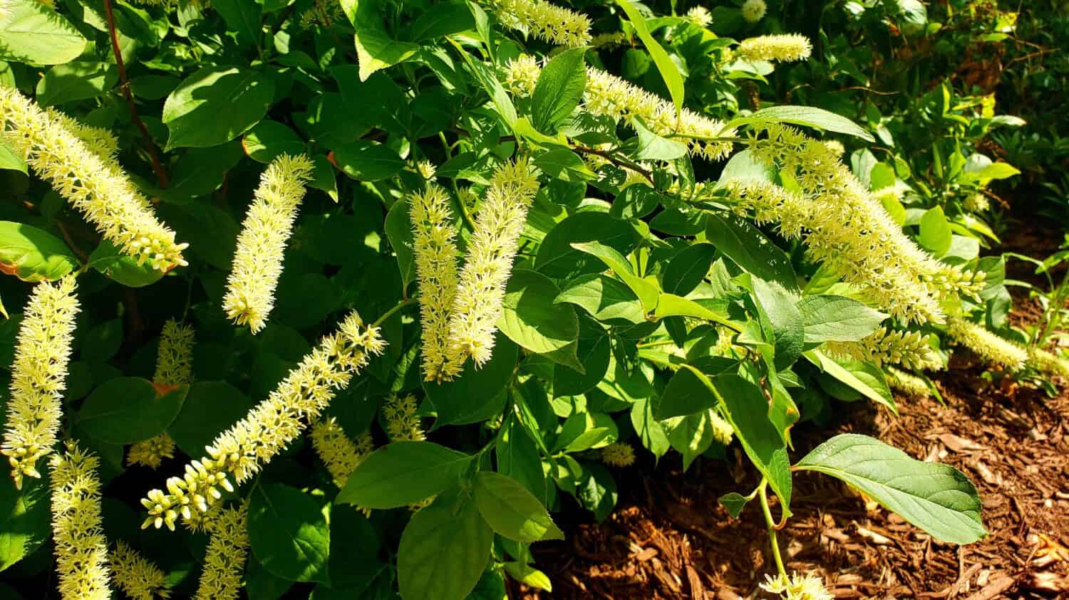 Itea virginica, commonly known as Virginia willow or Virginia sweetspire.