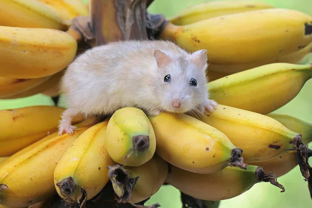 A Campbell dwarf hamster eating a ripe banana on a tree. This rodent has the scientific name Phodopus campbelli.