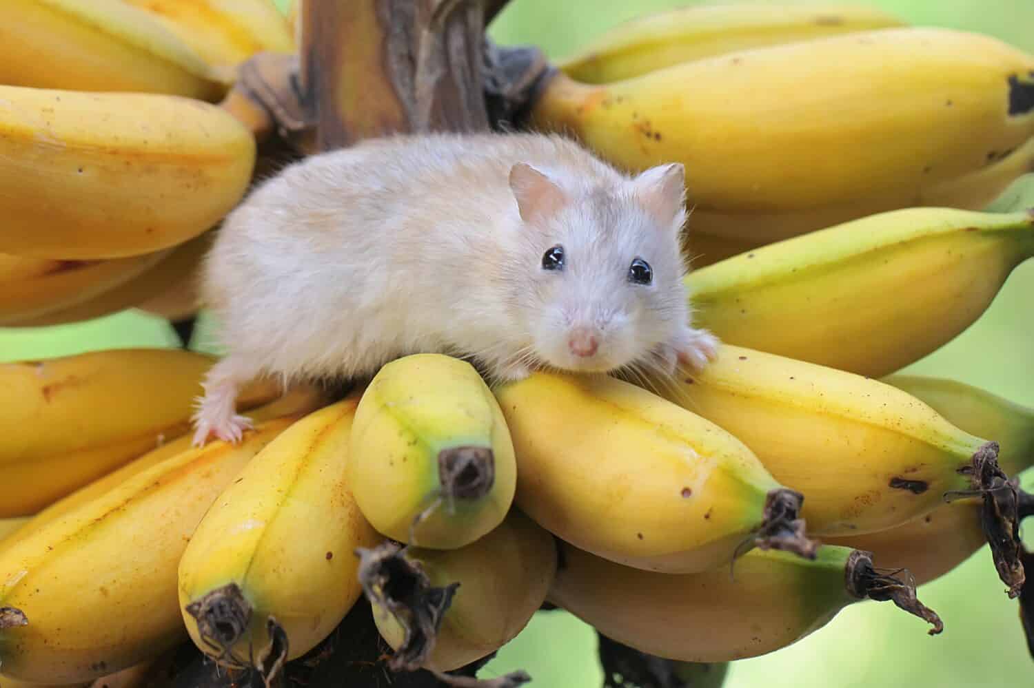 A Campbell dwarf hamster eating a ripe banana on a tree. This rodent has the scientific name Phodopus campbelli.