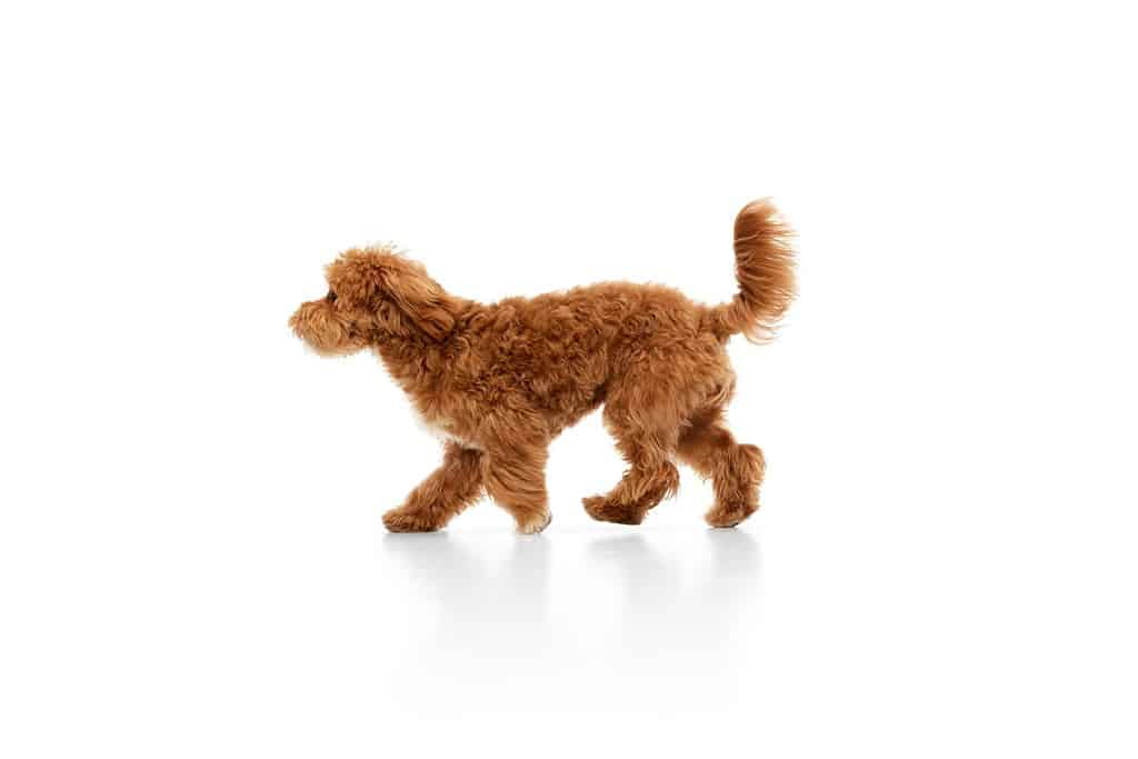 Studio shot of adorable curly red-brown Maltipoo, poodle dog isolated over white studio background. Pet looks happy, healthy and groomed. Concept of animal care, vet, fashion, active lifestyle.