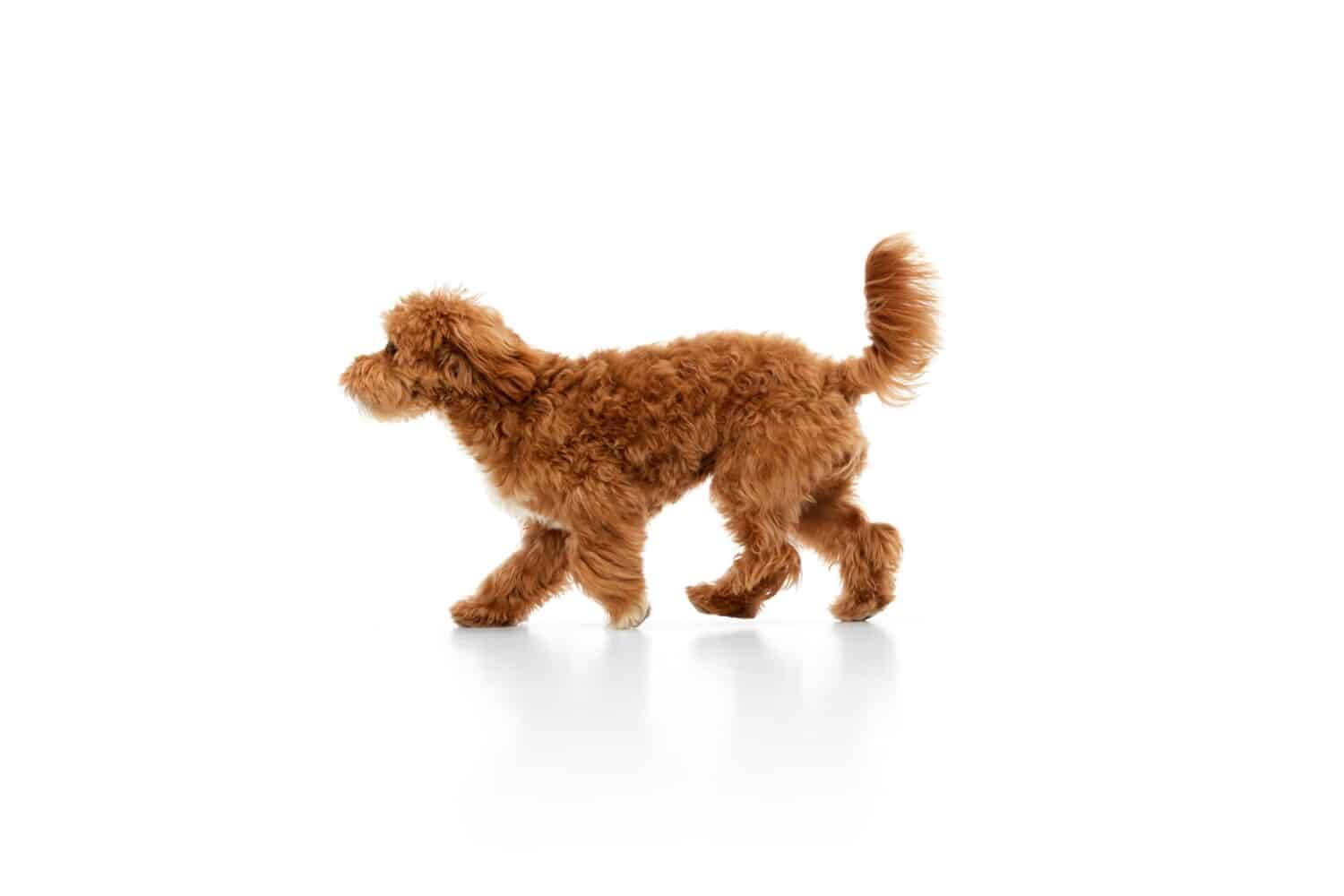 Studio shot of adorable curly red-brown Maltipoo, poodle dog isolated over white studio background. Pet looks happy, healthy and groomed. Concept of animal care, vet, fashion, active lifestyle.