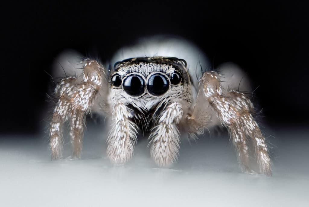 Macro on Hyllus semicupreus Jumping Spider. This spider is known to eat small insects like grasshoppers, flies, bees as well as other small spiders.