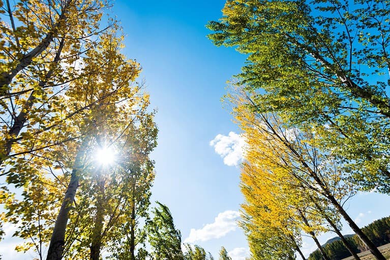Looking up on clear blue sky with yellow poplar trees.