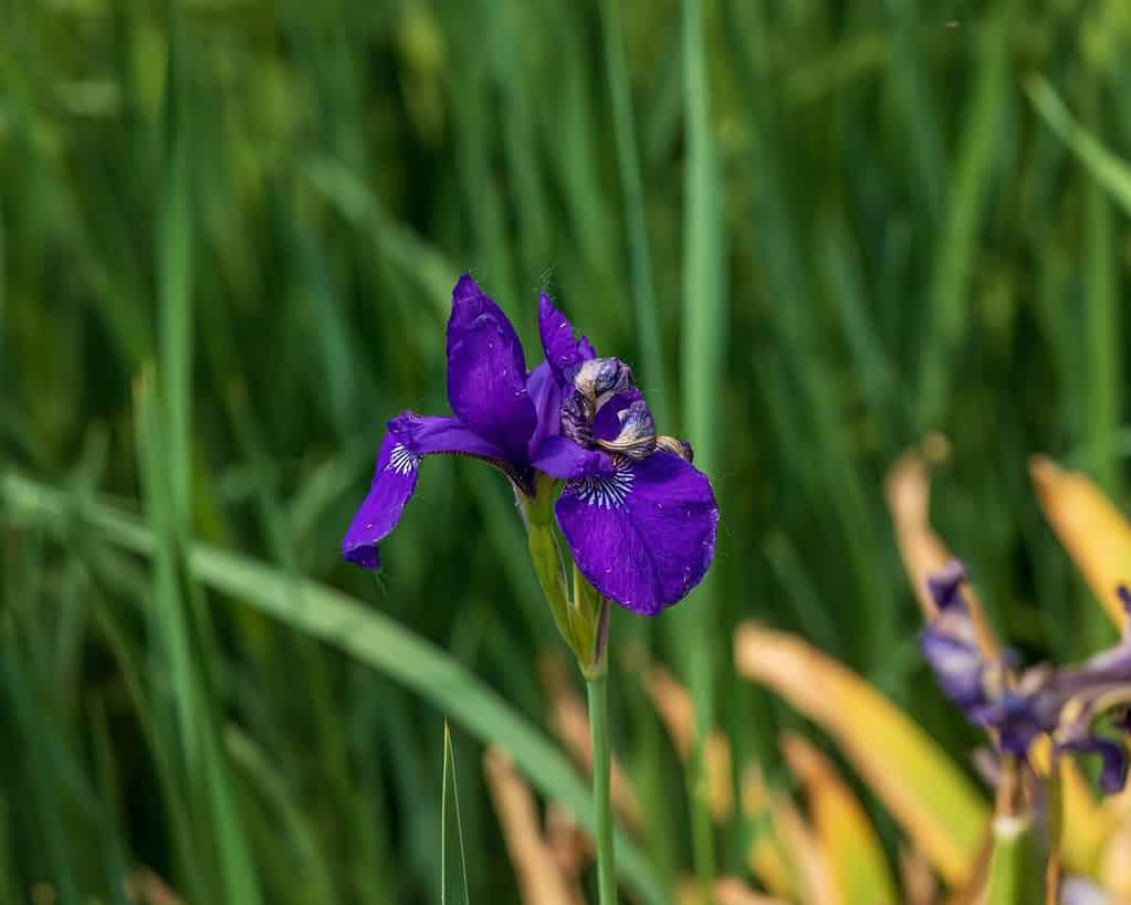 Japanese Iris blossom in the front garden