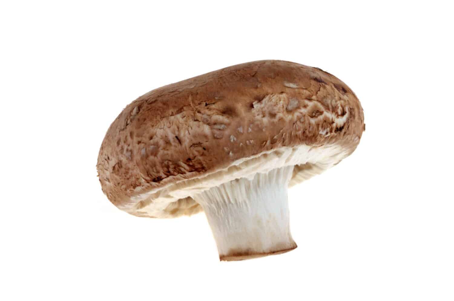 Portobello mushroom close up on white background 