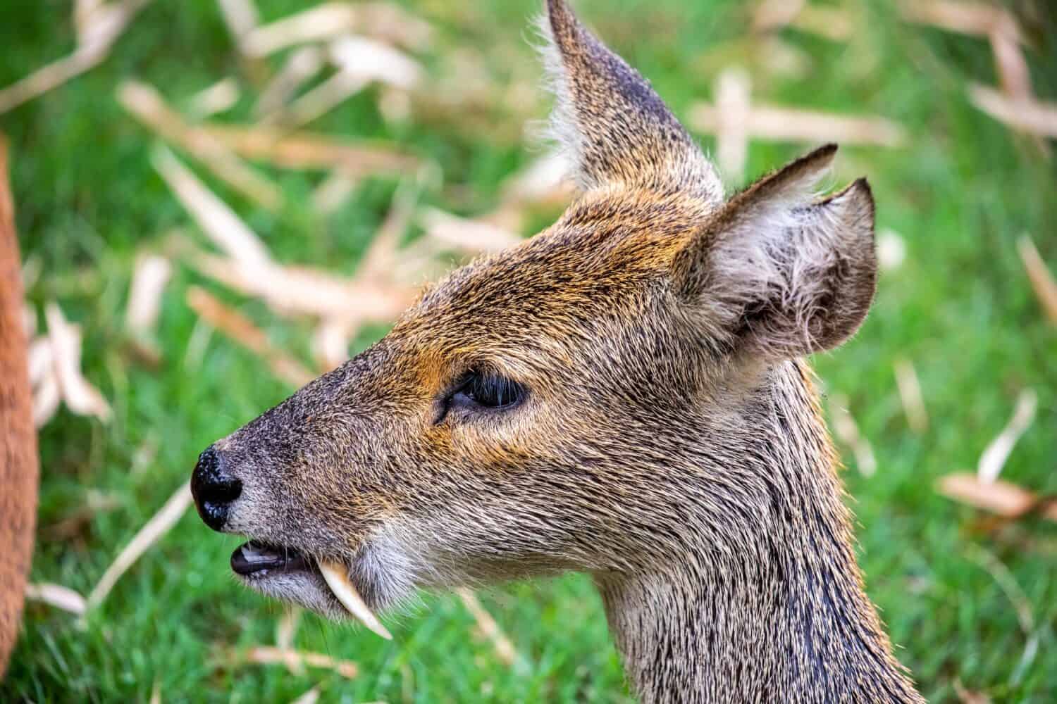 The water deer (Hydropotes inermis) is a small deer species native to China and Korea. Its prominent tusks.