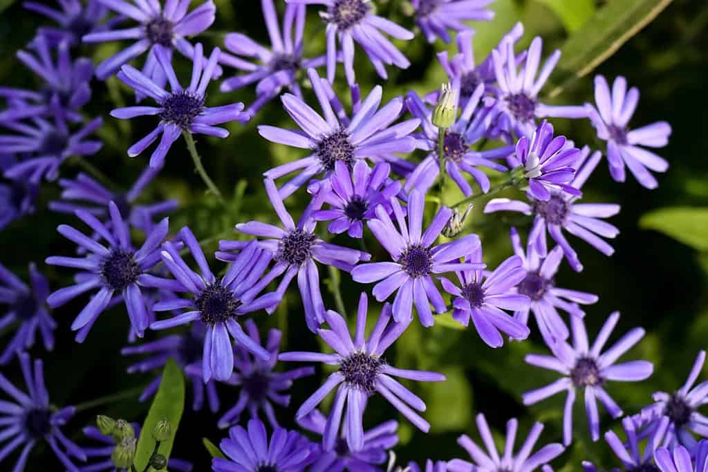 The close-up Blue wood aster or Symphyotrichum cordifolium purple flowers in the garden