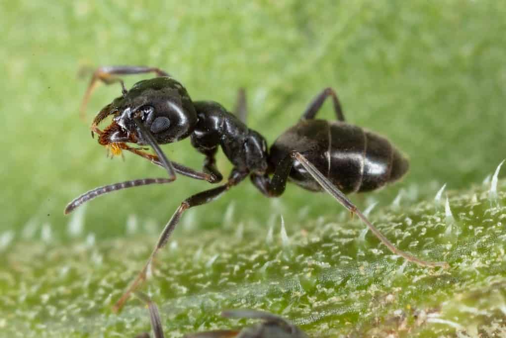A closeup of an Tapinoma sessile ant walking on green grass