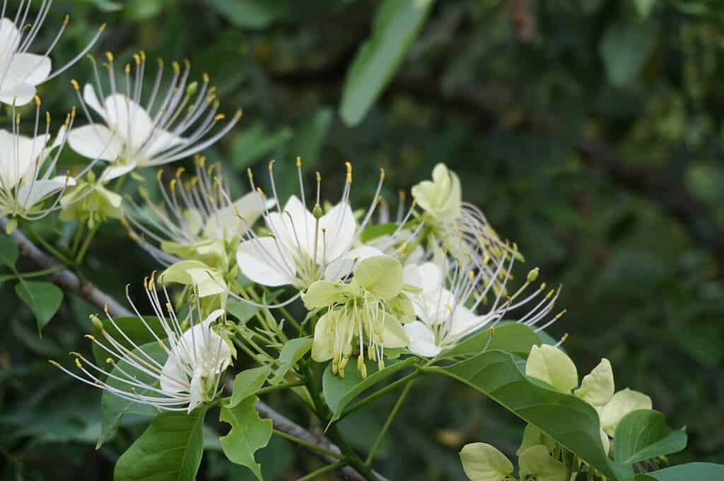 Blossom flowers of caper shrubs, caperbushes, Maiapilo (Capparis sandwichiana) plant in the park