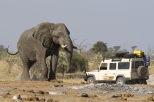 See A Massive Elephant Stop and Look Directly Into Car in Too Close Encounter Picture