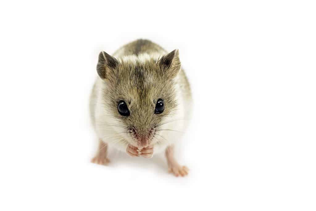 Chinese hamster isolated on white (Cricetulus griseus).