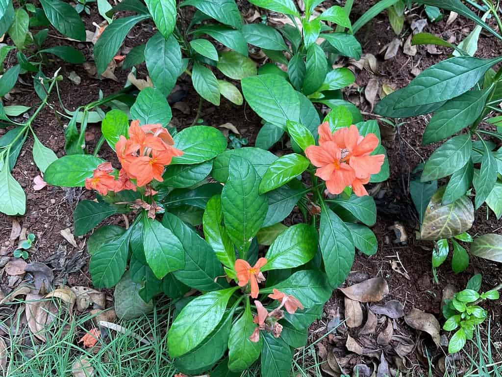 Orange crossandra flower, also known as firecracker flower in bloom. Crossandra infundibuliformis. Orange marmalade firecracker flowers.