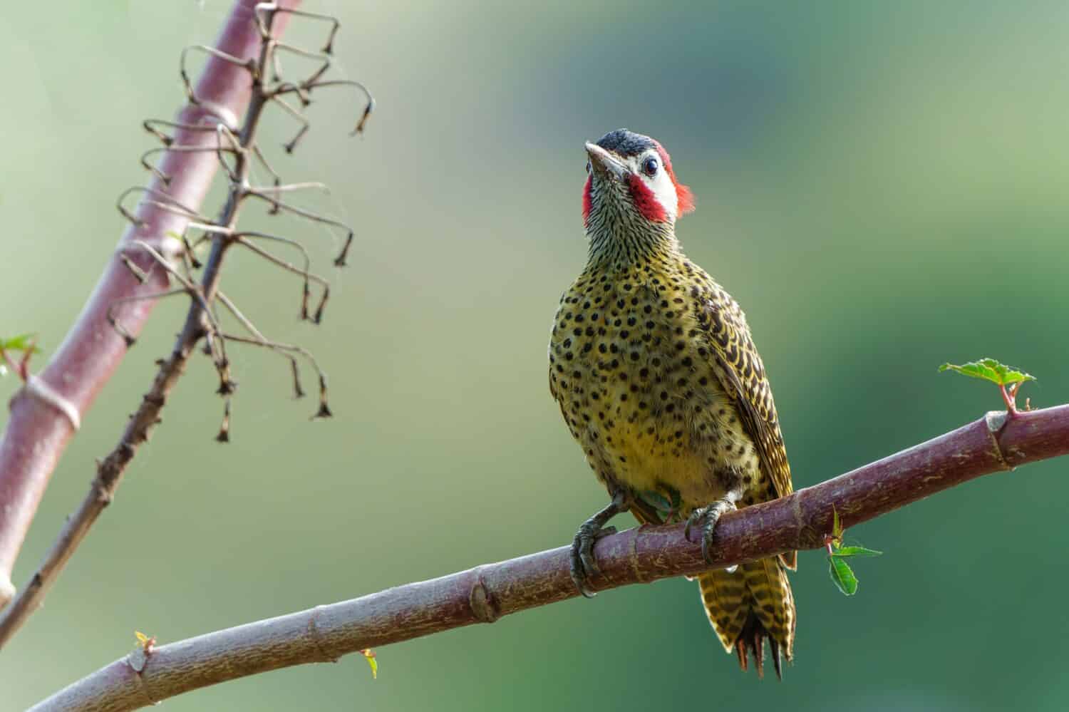 green-barred woodpecker or green-barred flicker (Colaptes melanochloros) sitting on a branch in the Northern Pantanal, Mato Grosso, Brazil